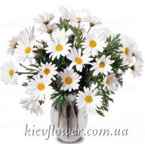 Chamomiles